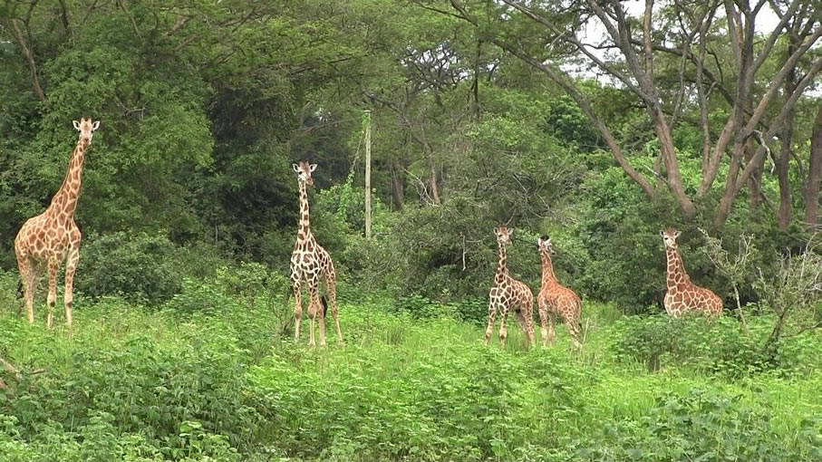 giraffes