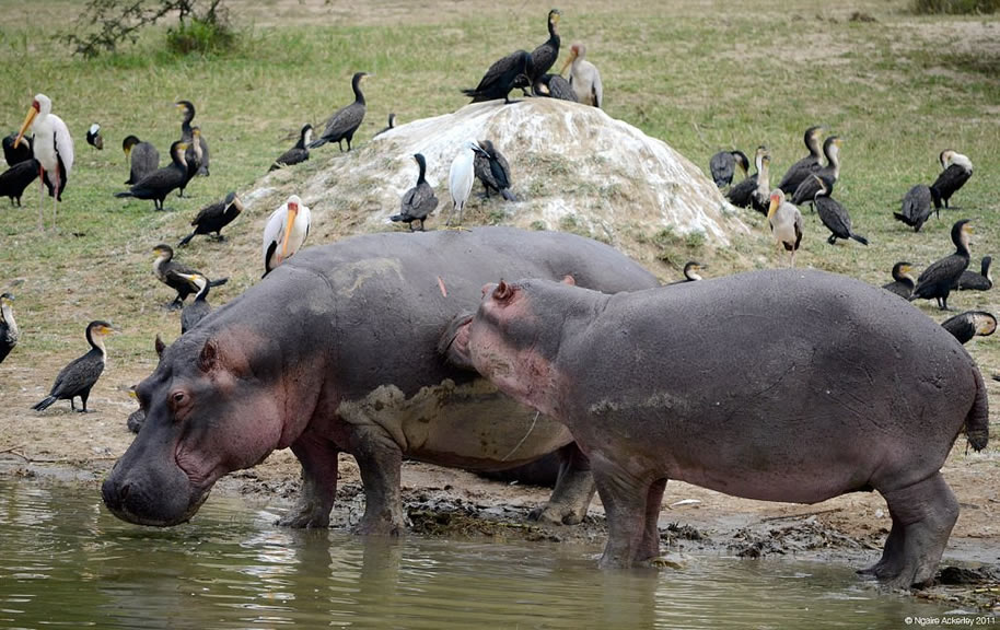 hippos